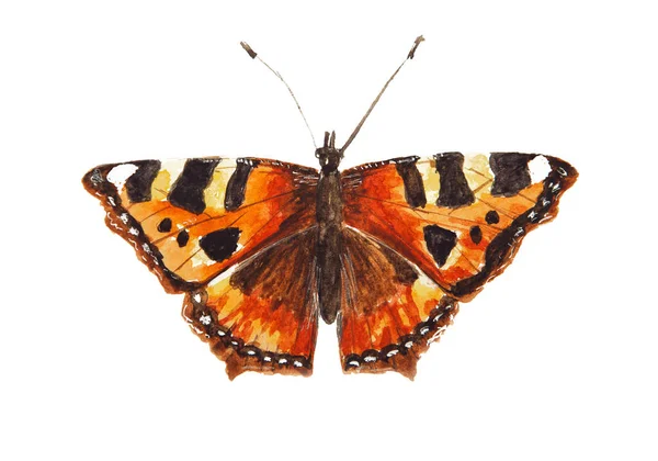 Υδατογραφία Σχέδιο Της Κόκκινης Πεταλούδας Urticaria Απομονώνονται Στο Λευκό Φόντο — Φωτογραφία Αρχείου