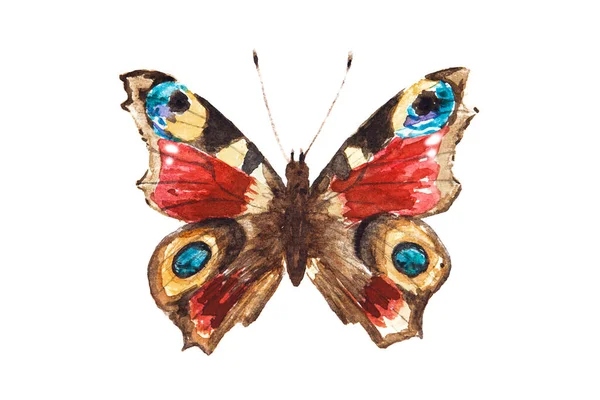 Aquarelle Dessin Papillon Oeil Paon Isolé Sur Fond Blanc Illustration — Photo