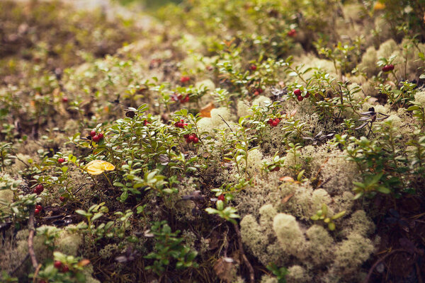 Cowberry and green moss. Close up of red bilberry. Moss and clusterberry in the forest.