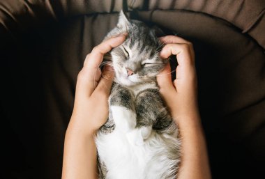 kahverengi yatakta kadın eli ile gri çizgili kedi. Evde beslenen hayvan ve insanlar