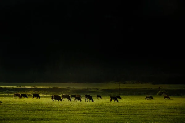 Troupeau de vaches dans le champ sur la pente de la montagne. Beau paysage — Photo
