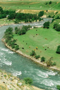 Dağ nehrinin yeşil kıyısındaki inekler vadide. Çok güzel.