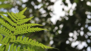 Yeşil yaprak güzel ormanın içinde doğa ile.