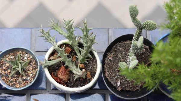 The cactus is in many pots. As a home decoration