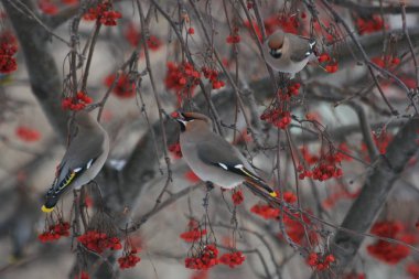 Kış, bülbüller ve ağaçlar. Dondurulmuş rowan