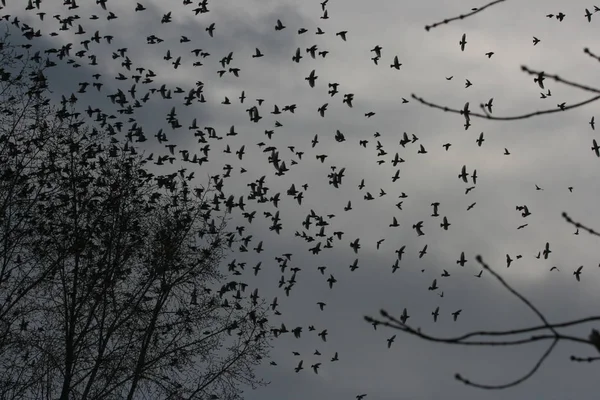 Kış, bülbüller ve ağaçlar. Dondurulmuş rowan