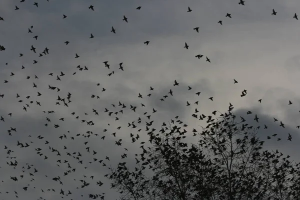 Kış, bülbüller ve ağaçlar. Dondurulmuş rowan