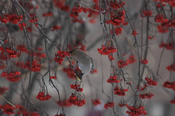 Winter Gimpel Und Bäume Gefrorene Eberesche — Stockfoto