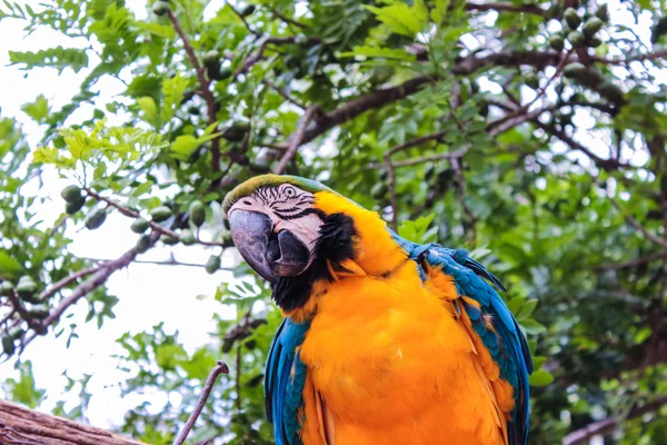 Guacamayo Itu — Foto de Stock