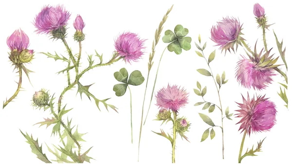 Alan otlar ile çiçek seti. Devedikeni ve yonca. El boyaması suluboya illüstrasyon.