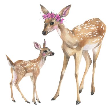 El boyaması suluboya illüstrasyon. Beyaz arka plan üzerinde whitetail geyik sevimli aile.