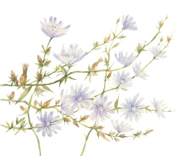 El boyaması suluboya illüstrasyon. Hindiba çiçekleri ile sanat kompozisyonu.