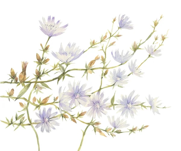 El boyaması suluboya illüstrasyon. Hindiba çiçekleri ile sanat kompozisyonu.