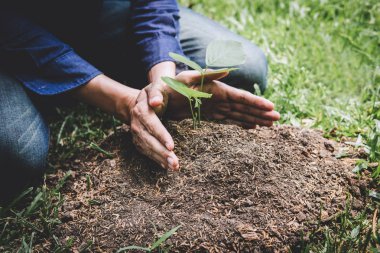Ağaç diken genç adamın iki eli tohumluyu ekiyormuş.