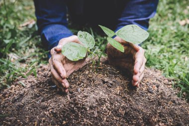 Ağaç diken genç adamın iki eli tohumluyu ekiyormuş.