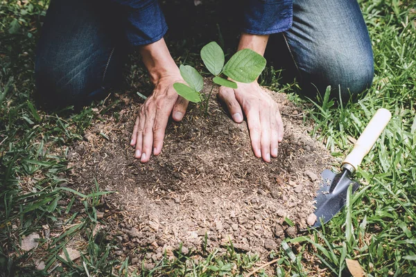 Planting a tree, Two hands of young man were planting the seedli