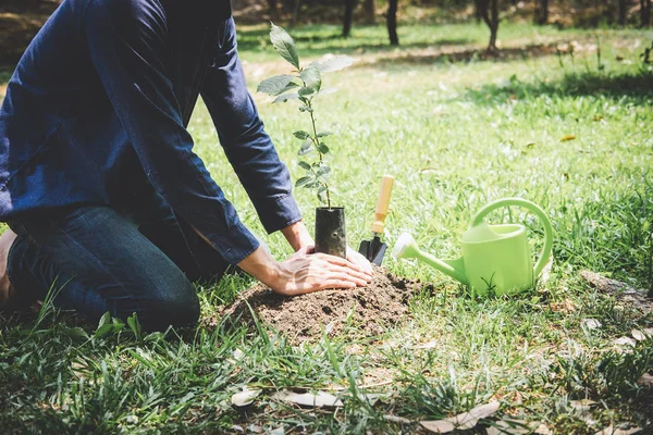 Planting a tree, Two hands of young man were planting the seedli