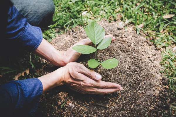 Día mundial del medio ambiente reforestación, Las manos de los jóvenes eran plantas —  Fotos de Stock