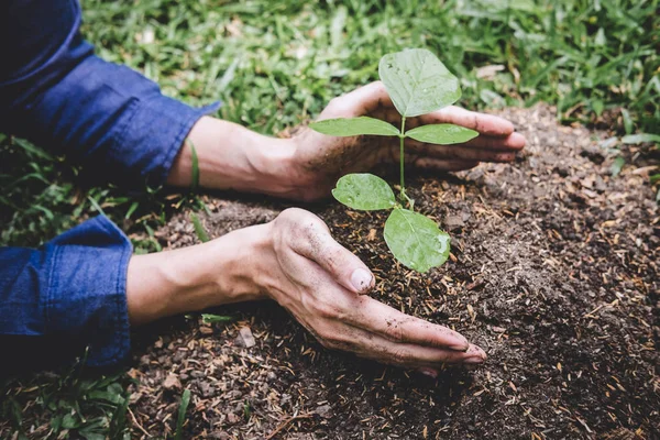 Dia mundial do ambiente reflorestamento, Mãos de homem jovem foram planta — Fotografia de Stock