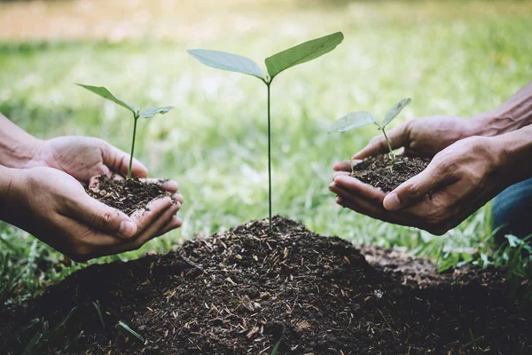 World environment day reforesting, Hands of young man helping we — 스톡 사진