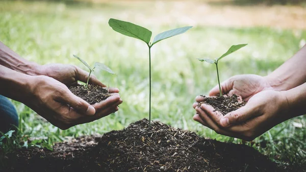 World environment day reforesting, Hands of young man helping we