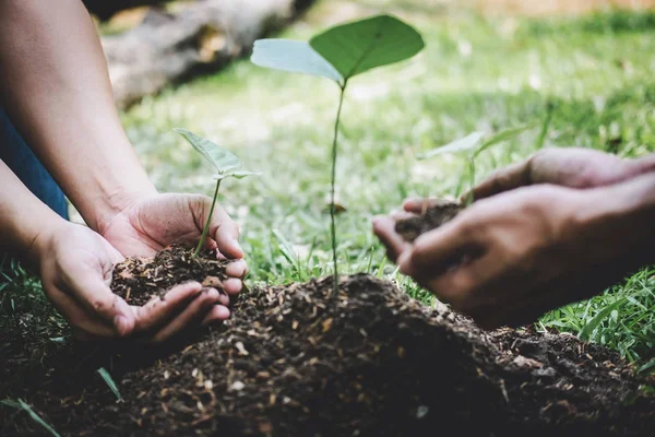 World environment day reforesting, Hands of young man helping we — 스톡 사진