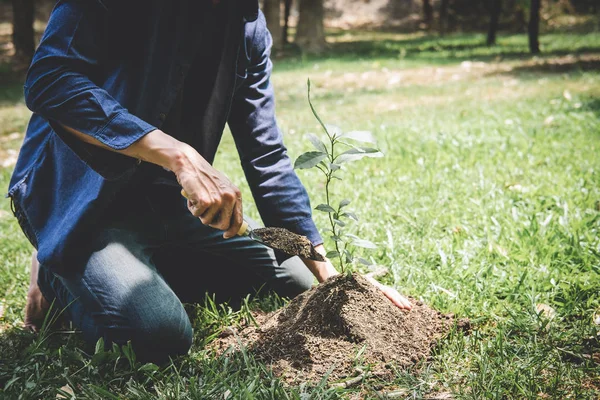 Planting a tree, Two hands of young man were planting the seedli