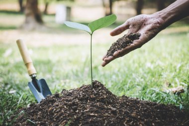 Dünya çevre günü ağaçlandırma, genç adamın elleri bitki edildi