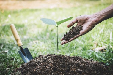 Ağaç diken genç adamın elleri fidan dikiyorlardı. 