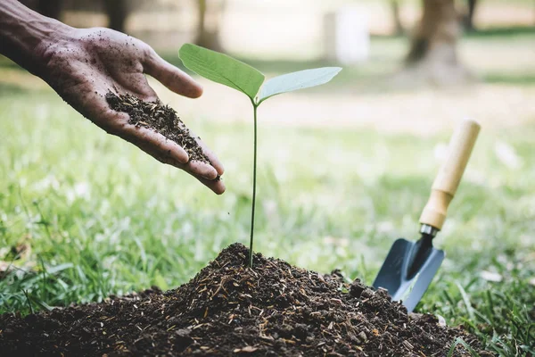 Pflanzung eines Baumes, Hände eines jungen Mannes pflanzten die Setzlinge — Stockfoto