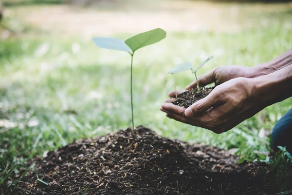 Plantando uma árvore, duas mãos de jovem estavam plantando o seedli — Fotografia de Stock