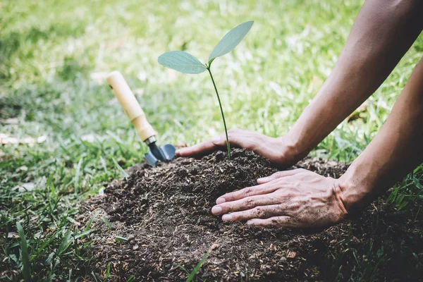 Planter un arbre, Deux mains de jeune homme plantaient les semis — Photo