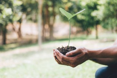 Genç adamın elleri ağaçlandırma fide leri dikiyor ve