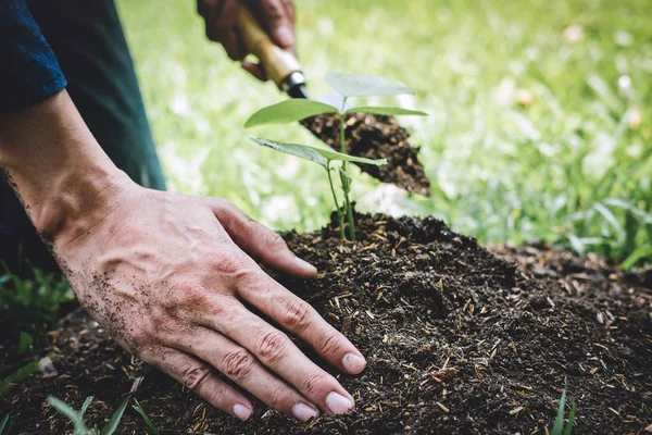 Planting a tree, Two hands of young man were planting the seedli