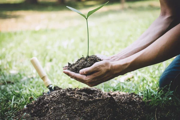 Sadzenie drzewa, dwa ręce młodego człowieka sadzili seedli — Zdjęcie stockowe