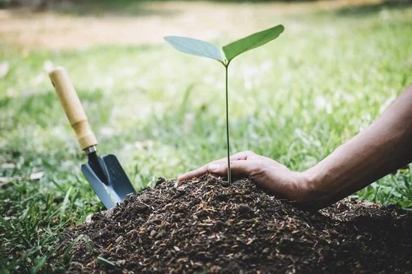 Journée mondiale de l'environnement reboisement, Les mains des jeunes hommes ont été plantes — Photo