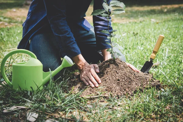 Planting a tree, Two hands of young man were planting the seedli