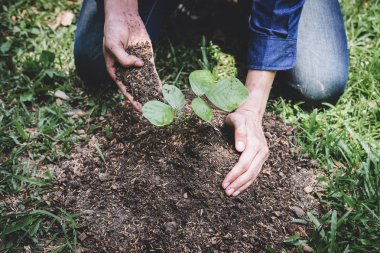 Ağaç diken genç adamın iki eli tohumluyu ekiyormuş.