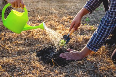 Dünya 'yı, Dünya' yı ve Ormanı koruma kavramını birlikte kurtarırken doğal çevreyi korumak için fideleri dikmeye yardım eden insanların eli.