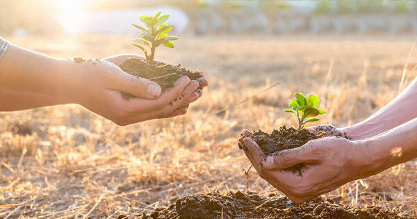 Рука людей, помогающих посадить саженцы деревьев, чтобы сохранить природную среду во время работы спасти мир вместе, День Земли и Концепция сохранения лесов
.