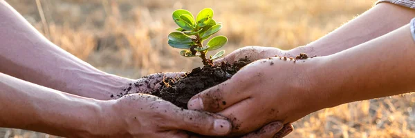 Hand Von Menschen Die Beim Pflanzen Der Setzlinge Helfen Die — Stockfoto