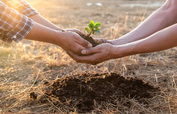 Mano Gente Ayudando Plantar Árbol Plántulas Para Preservar Medio Ambiente —  Fotos de Stock