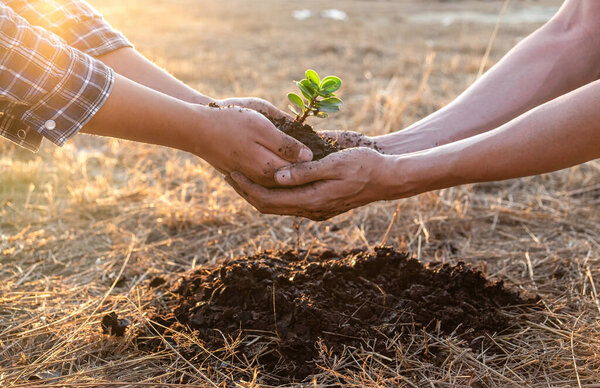 Hand of people helping plant the seedlings tree to preserve natural environment while working save world together, Earth day and Forest conservation concept.