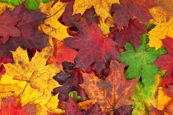 Different Coloured Autumn Leafs Ground Stock Image