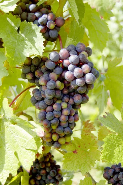 Grapes Grapevine Wood Background — Stock Photo, Image
