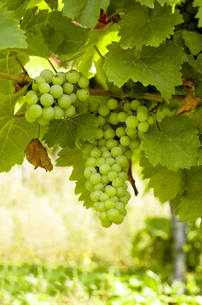 Grapes Grapevine Wood Background — Stock Photo, Image