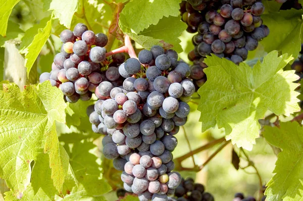 Grapes Grapevine Wood Background — Stock Photo, Image