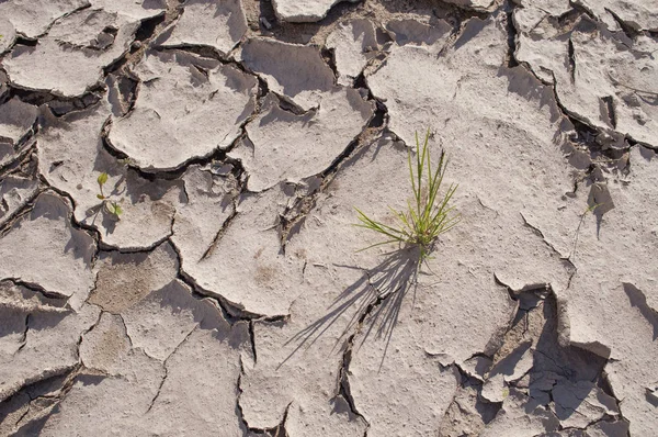 Climate change dry ground with grass