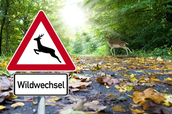 Orman - wildwechsel geyik geçitte yol işaretiyle