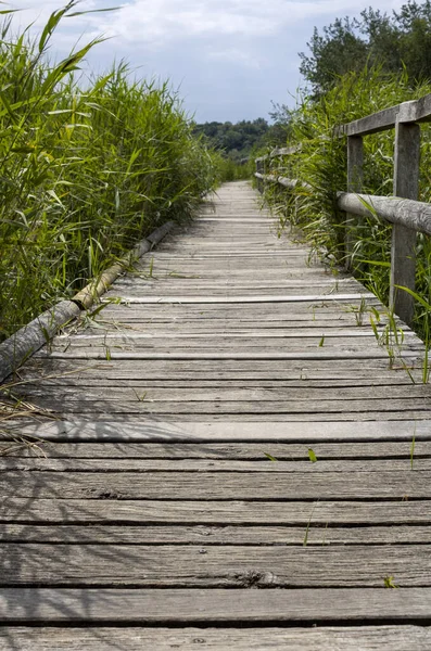 Tahta eski tahta yazın Almanya 'da Baltık Denizi' nde büyük çimlerin arasında yürüyor.